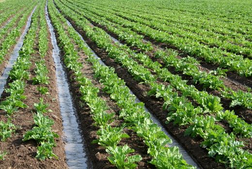 مدیریت منابع آبی مستلزم اصلاح الگوی کشت است