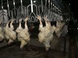 اولین زنجیره تولید گوشت مرغ در خراسان شمالی به بهره برداری رسید