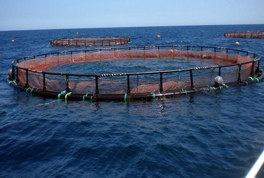 حمایت سیستم بانکی الزام توسعه پرورش ماهی در دریا 