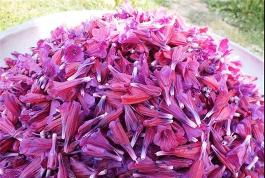 برداشت ۶۰ درصد محصول گل گاو زبان رودسر