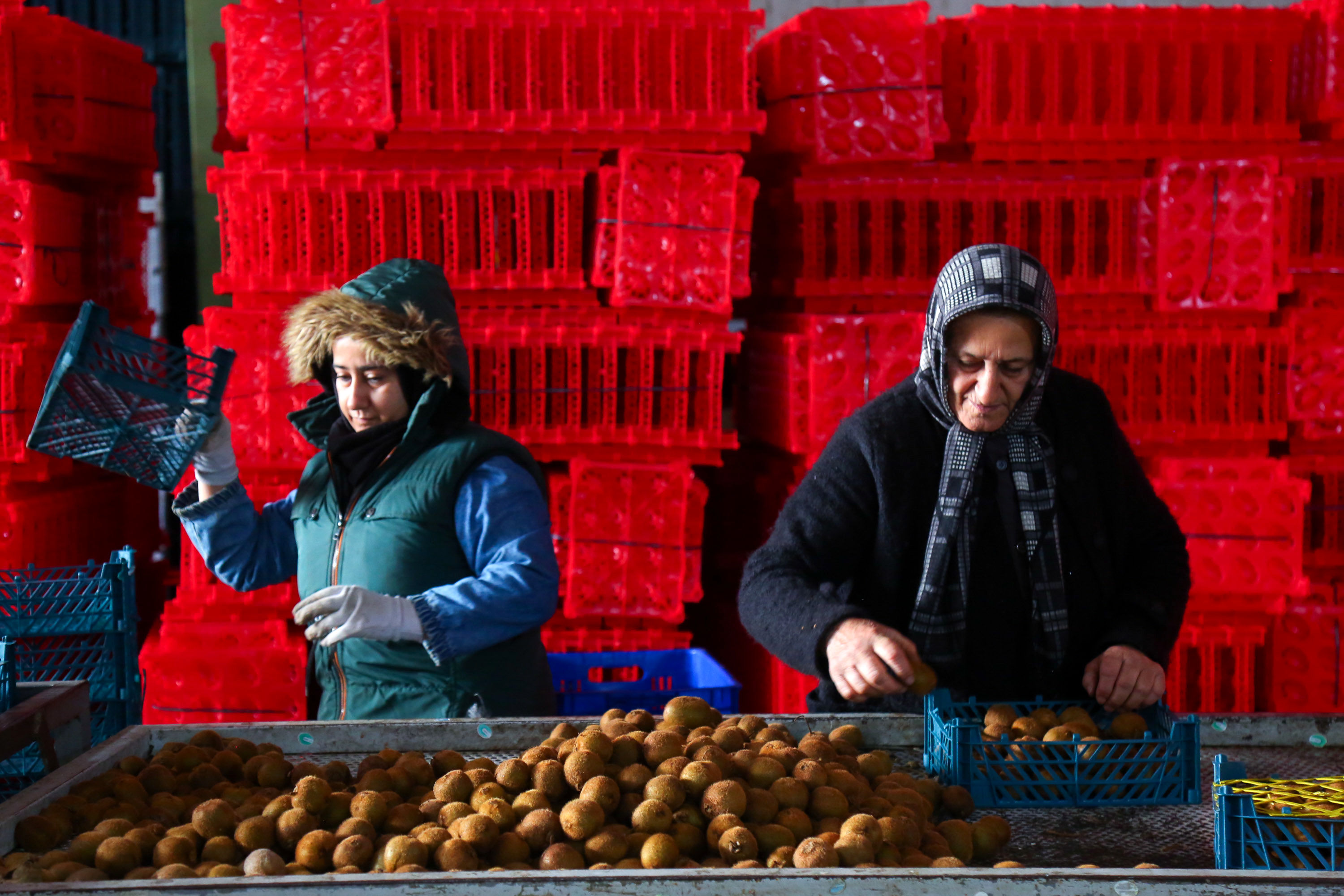  میوه ای شگفت انگیز به نام کیوی 