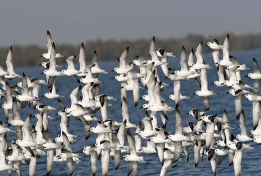 ردپایی از آنفلوآنزای فوق حادپرندگان در چهارمحال و بختیاری مشاهده نشده است