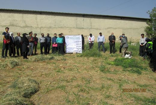 برگزاری کلاس آموزشی کشت گیاه ماشک و تریتیکاله در شهرستان ایوان