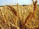 برداشت 690 هزار تن گندم از مزارع استان همدان