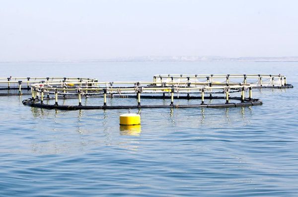 پرورش‌دهندگان ماهی در قفس بی‌نصیب از تسهیلات مصوب/ تولید 10 هزار تن آبزی در قفس از ابتدای سال جاری
