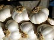 بوی سیر ایرانی به حوزه سیبری رسید
