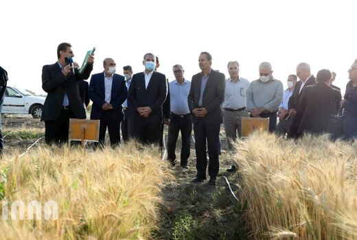 بازدید وزیر جهاد کشاورزی از مزارع تحقیقاتی گندم و‌ جو 