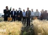 بازدید وزیر جهاد کشاورزی از مزارع تحقیقاتی گندم و‌ جو 