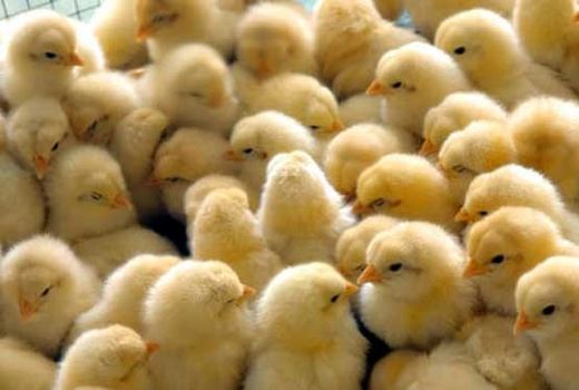 صادرات یک میلیون جوجه یک‌روزه به افغانستان و ارمنستان