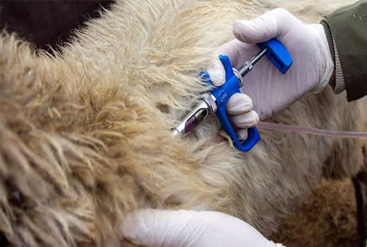 واکسیناسیون دام و طیور شهرستان دهاقان