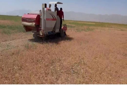 برای اولین بار در اقلید چهار تن گیاه قدومه شیرازی تولید شد