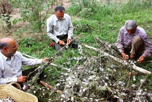 توسعه نوغانداری در استان‌ها