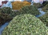 خرید تضمینی گیاهان دارویی در هرمزگان