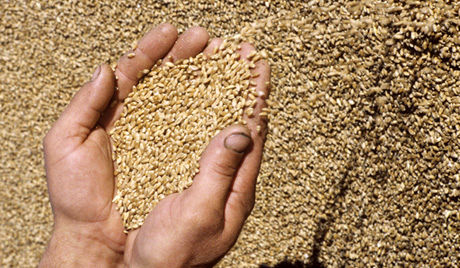 خرید بیش از 581 هزار تن گندم، جو و کلزای کشاورزان همدان