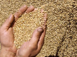 خرید بیش از 581 هزار تن گندم، جو و کلزای کشاورزان همدان