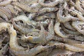 ممنوعیت صید میگوی ببری در صیدگاه بحرکان