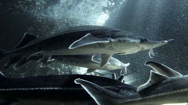 مکمل غنی شده فیل‌ماهی با نانوذرات سلنیوم و آهن معرفی شد