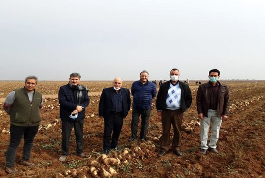 کشت چغندرقند بهاره درسطح ۱۴۳۳ هکتار از اراضی کشاورزی استان قزوین