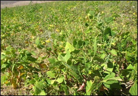 برداشت 12 هزار تن لوبیا از اراضی چهارمحال و بختیاری / افزایش 10 درصدی سطح زیر کشت لوبیا نسبت به سال گذشته