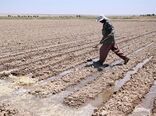  حلقه مفقوده در کشاورزی ایران ضمانت اجرایی یافته‌های تحقیقاتی است