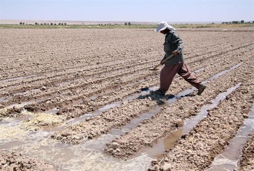 حلقه مفقوده در کشاورزی ایران ضمانت اجرایی یافته‌های تحقیقاتی است