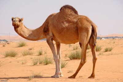برگزاری دومین کنگره و جشنواره ملی شتر در هرمزگان دوم بهمن ماه