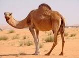 برگزاری دومین کنگره و جشنواره ملی شتر در هرمزگان دوم بهمن ماه