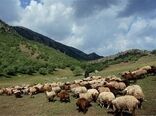 پروانه چرای دام تمدید شد
