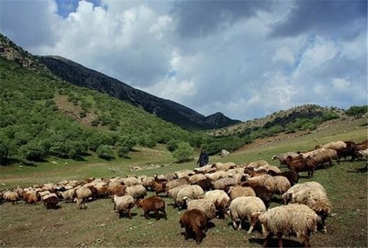 مدیریت چرای دام در یک‌میلیون هکتار از مراتع شهرستان دامغان اجرا شد