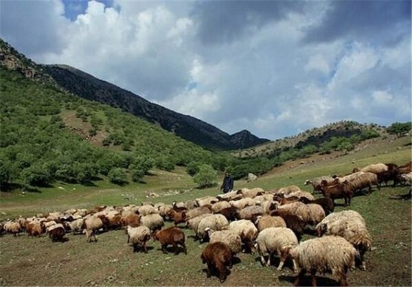 مدیریت چرای دام در یک‌میلیون هکتار از مراتع شهرستان دامغان اجرا شد
