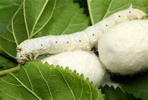 تولید ۱۸۰۰ تن پیله تر ابریشم در پرورش بهاره پیش‌بینی می‌شود