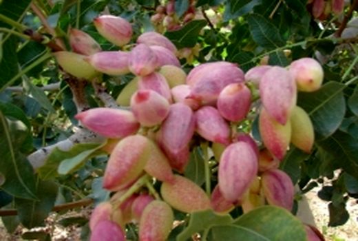 برداشت بیش از 2000 تن محصول پسته از باغات شاهرود