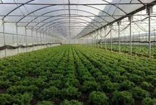 آغاز مطالعات احداث دو شهرک‌ گلخانه‌ای در شهرستان ری
