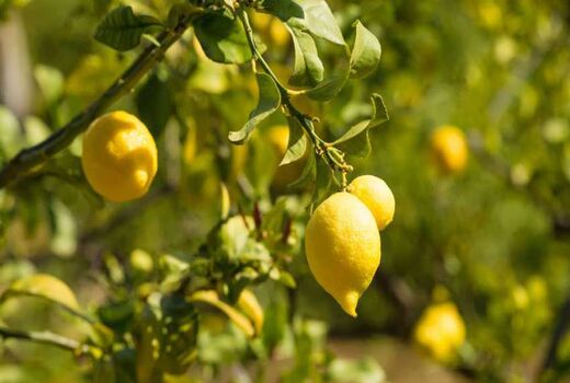 آغاز برداشت نوبرانه لیموترش در رودان