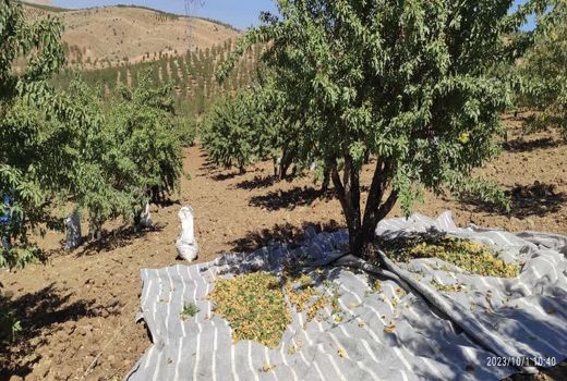 تولید بیش از 8000 تن بادام در باغ‌های اقلید