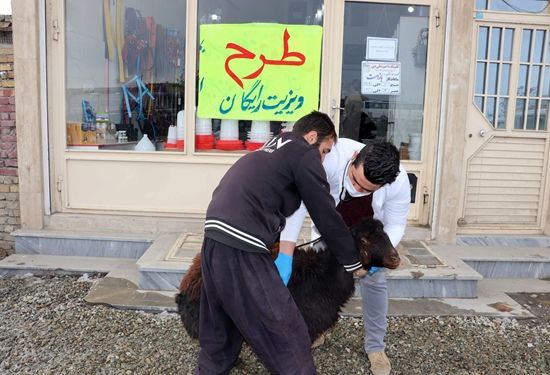 ارائه خدمات بهداشتی درمانی رایگان دامپزشکی همزمان با هفته جهاد کشاورزی در آذربایجان غربی