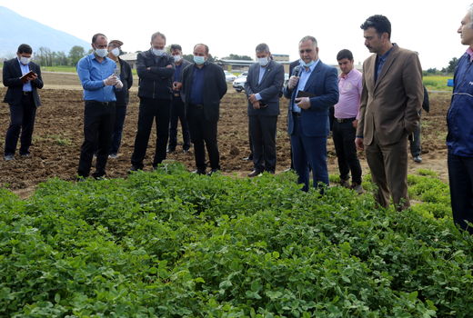 کشت پایلوت علوفه به صورت زودرس و میان‌رس 