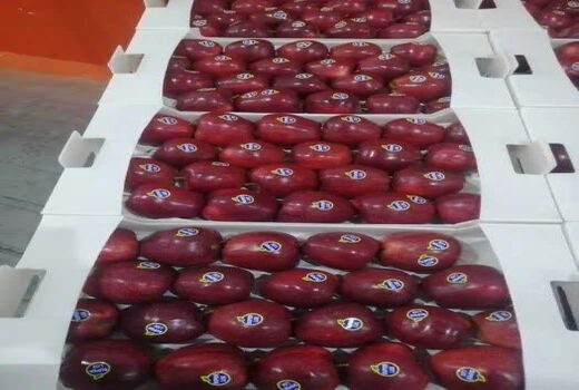۴۹۰ هزار تن سیب در سردخانه های آذربایجان غربی موجود است