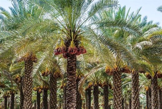 احداث شهرک خرما در دشتستان 