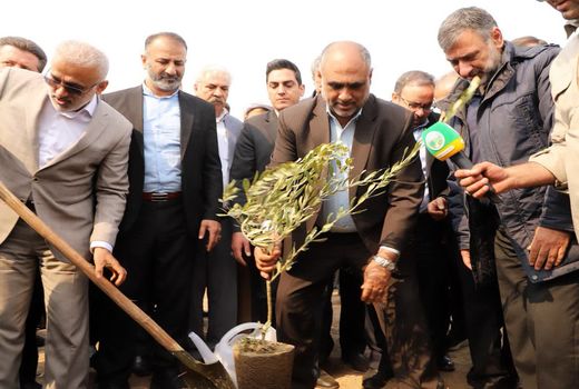  ۳۰۰ میلیون اصله نهال در سال جاری تولید شده است