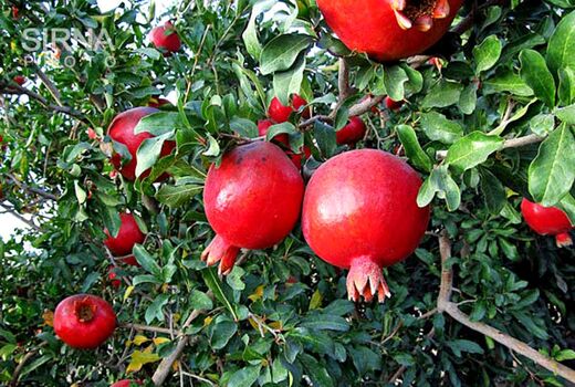 اصفهان رتبه چهارم تولید انار کشور را داراست