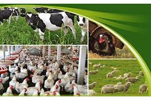 توانمندسازی دامداران در کاهش ریسک و مدیریت خطرپذیری انواع بیماری ها با بیمه 