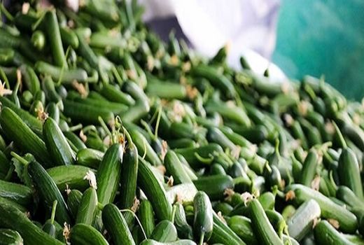 پیش بینی کشت 500 هکتار خیار در شهرستان دره‌شهر