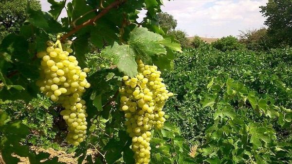 آغاز برداشت انگور در مرودشت