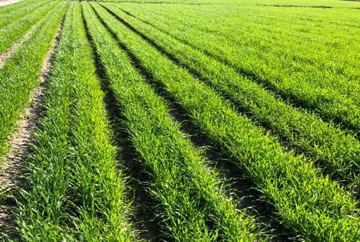 کشت شتوی پروژه ملی ایران سیمیت داراب 