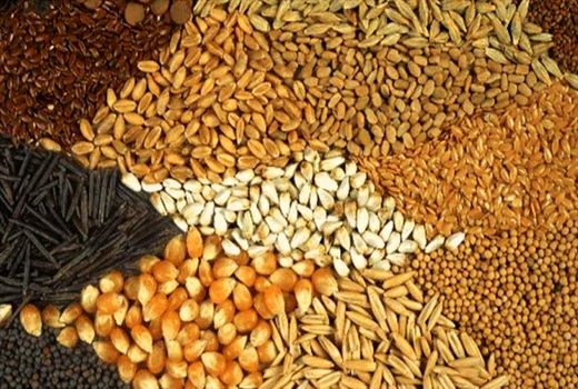 توزیع بیش از ۴۵ هزار تن نهاده‌های خوراک دام و طیور از ابتدای سال جاری