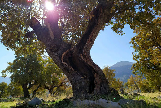 داستان زاگرس و بلوط‌های زخمی‌اش/ ایران نفس کم می آورد