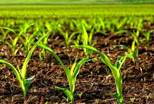 اجرای برنامه‌های آموزشی ترویجی متناسب با الگوی کشت 