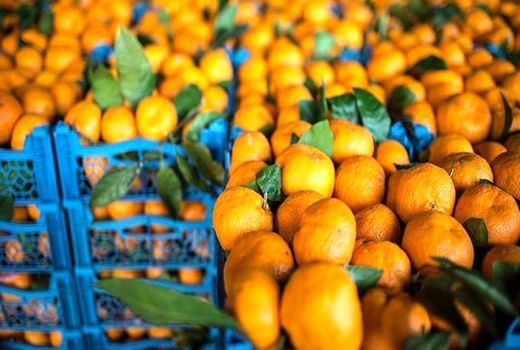 افزایش 125 درصدی صادرات نارنگی