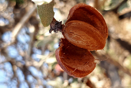 ۱۰ هزار و ۸۰۰ تن بادام از باغات استان اصفهان برداشت شد